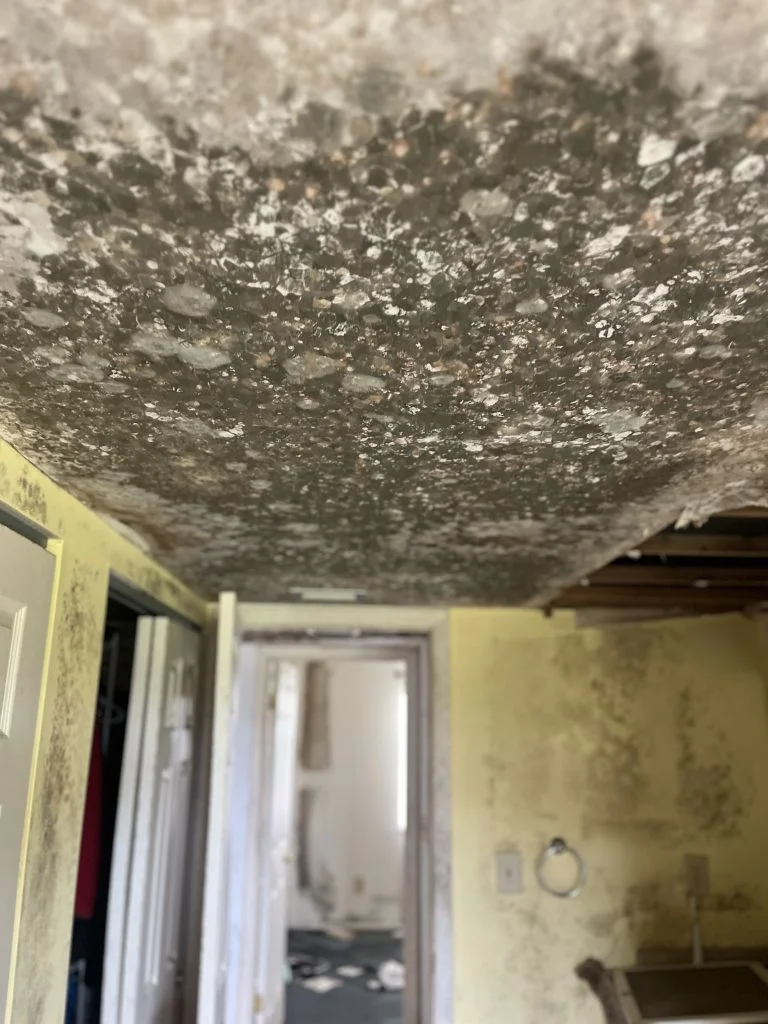 Mold remediation: certified removal South Florida