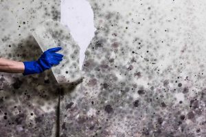 mold removal services in West Palm Beach or Deerfield Beach