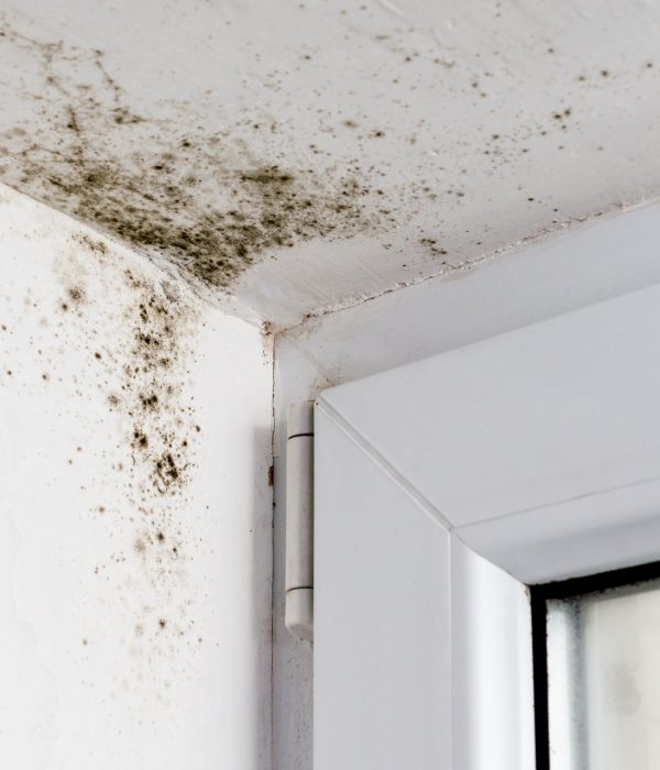 Mold Removal services in Delray Beach, FL