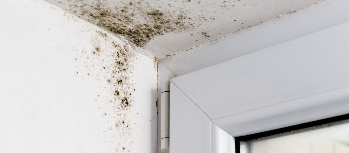 Mold Removal services in Delray Beach, FL